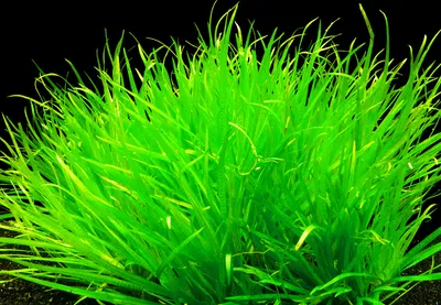 Produktbild von 2 Bund Japanisches Fadenkraut (Blyxa Japonica)
