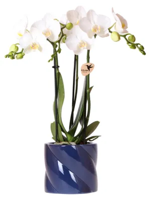 Produktbild von Kolibri Orchids | weiße Amabilis-Orchidee + Candy-Übertopf blau - Topfgröße Ø9cm | blühende Zimmerpflanze - frisch vom Züchter