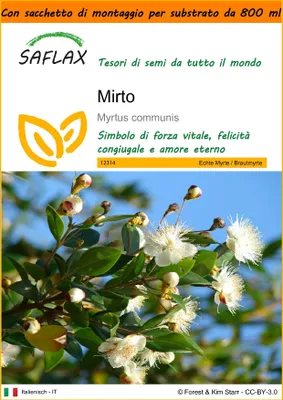 Immagine prodotto di SAFLAX Garden in the bag - Mirto - 30 semi - Myrtus