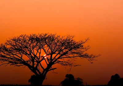 Produktbild von Fototapete 363654 Tapete Afrika 371 x 265 cm Rasch African Queen III Rot