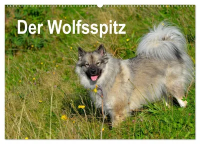 Produktbild von Der Wolfsspitz (Wandkalender 2027 DIN A2 quer), CALVENDO Monatskalender