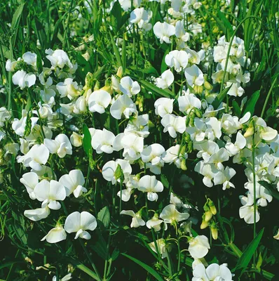 Produktbild von Lathyrus latifolius, Staudenwicke, weiß, ca. 9x9 cm Topf
