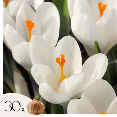 Produktbild von Krokuszwiebeln - 30 Stk - Crocus 'White' - Blumenzwiebeln - Weiß