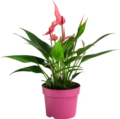 Produktbild von Dehner Flamingoblume Lilli, Anthurium andreanum, rosa-weiße Blüten, ca. 45 cm inkl. Pflanztopf, Ø Topf 10.5 cm, Zimmerpflanze