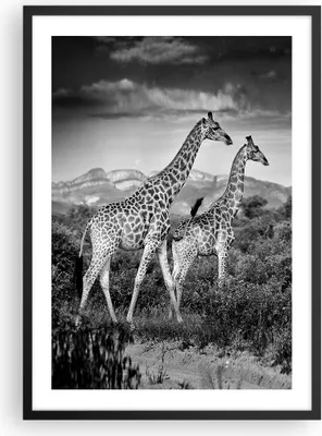 Produktbild von Gerahmtes Poster - Schwarzer Rahmen - Giraffen Schwarzweiß Fotografie - 50x70 cm - Wand Bild - Wanddeko - Wandbilder - Kunstposter - Wandposter - Bilderrahmen - Bilder - Kunstdruck - P2BPA50x70-4441