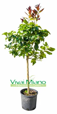 Imagen del producto de Planta de limón (maceta - 24)