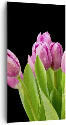 Produktbild von Bild auf Leinwand - Leinwandbild - Tulpen Blumenstrauß Tau Tropfen - 65x120cm - Wand Bild - Wanddeko - Leinwanddruck - Bilder - Kunstdruck - Leinwand bilder - Wandkunst - PA65x120-2486