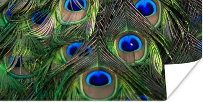 Produktbild von MuchoWow® Poster Pfau - Federn - Augen - Blau 40x20 cm - Poster für die Wand - Poster Schlafzimmer