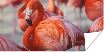 Produktbild von MuchoWow® Poster Flamingo - Vogel - Tiere - Rosa 40x20 cm - Poster für die Wand - Poster Schlafzimmer