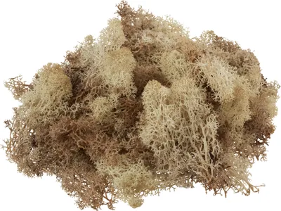 Produktbild von Islandmoos Natur 100g präpariert weich für Außenbereich Bastelmaterial