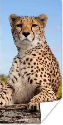 Produktbild von MuchoWow® Poster Leopard - Tiere - Natur 60x120 cm - Wandschmuck