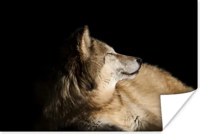 Produktbild von MuchoWow® Poster Zufriedener Polarwolf 120x80 cm - Bilder