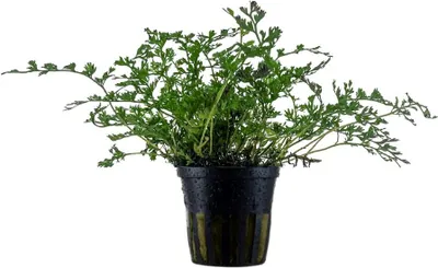 Produktbild von Aquarium Pflanze Aquariumpflanze Bolbitis heteroclita difformis AquaOne Nr.306
