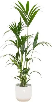 Produktbild von Kentiapalme – Forstersche Kentia – Zimmerpflanze – 160cm hoch – Ø30cm inkl. Vibes Fold Topf Weiß – Elegante Palme für Innenräume – Tropische & pflegeleichte Grünpflanze