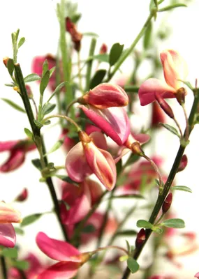 Produktbild von Elfenbeinginster ` Cytisus praecox Hollandia ` Ginster Hollandia 40 - 60 cm