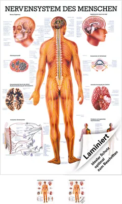 Produktbild von Das Nervensystem Lehrtafel Anatomie 100x70 cm medizinische Lehrmittel