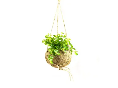 Obrázek produktu pro Kokodama Peperomia rotundifolia (M)