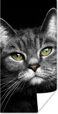 Produktbild von MuchoWow® Poster Haustiere - Katze - Tiere - Schwarz - Weiß 40x80 cm - Dekoration