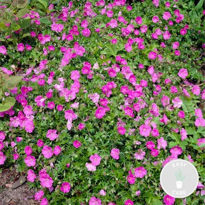 Produktbild von Geranium Sanguineum, Storchschnabel, Staude, 10-20 cm, Topf 9 cm
