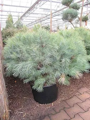 Produktbild von Pinus strobus Blue Shag - Weymouths-Kiefer Blue Shag - 30-40cm