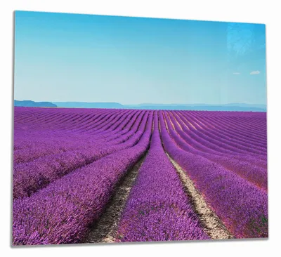 Produktbild von Wallario Herdabdeckplatte aus Glas, Größe 60 x 52 cm 1-teilig, Motiv Lavendelfeld unter blauem Himmel
