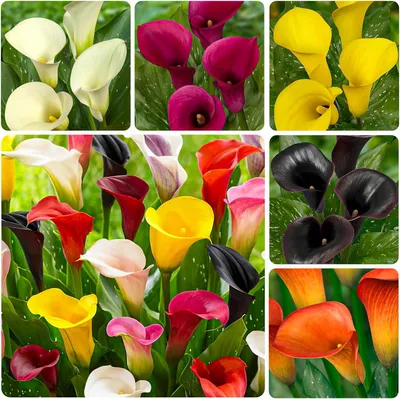 Produktbild von Calla Lilien Zwiebeln Winterhart Mehrjährig - Zantedeschia - 10 große Blumenzwiebeln, 5 Sorten Mix - Echte Pflanzen aus Holland - für Garten und Topf (große Knollen, kein Samen und nicht künstlich)