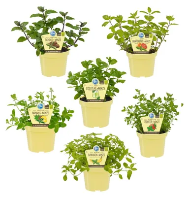 Produktbild von Ungewöhnliche Minze-Sorten Set mit 6 Pflanzen Ananas Banane Erdbeere Schoko HUGO Grapefruit 12cm Topf