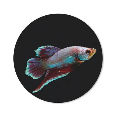 Produktbild von MuchoWow® Mauspad Mousepad Fische - Tiere - Licht 50x50 cm - Mousepads - Maus Mat - Pad - Mausunterlage
