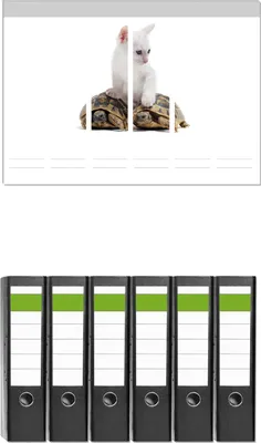 Produktbild von Wallario 6 Stück breite Ordner inkl. Klebeetiketten mit Motive Katze auf Schildkröten -  Set mit Rückenschildern / Ordnerrücken Stickern