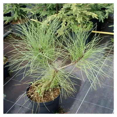 Produktbild von Pinus coulteri - Coulter-Kiefer - immergrün - 40-50 cm
