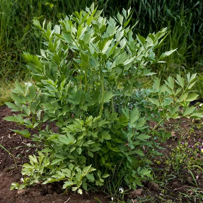 Produktbild von Bloomique - 3er Set - Levisticum Officinale - Liebstöckel - Maggipflanze - Kräuter - Gartenpflanzen - Winterhart - Höhe 10-20cm - Topf 9x9cm