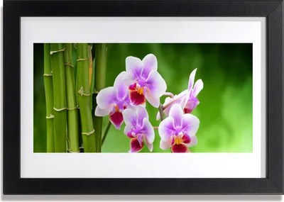 Produktbild von Bild 30x20 MDF-Rahmen Wandkunst Bambus Orchideen-Blumen-Zen