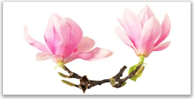 Produktbild von Tulup Leinwand-Bilder 120x60 Wandbild Canvas Kunstdruck Blumen Pflanzen