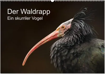 Produktbild von Der Waldrapp - Ein skurriler Vogel (Wandkalender 2026 DIN A2 quer), CALVENDO Monatskalender