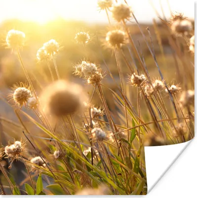 Produktbild von MuchoWow® Poster Pflanzen - Natur - Blumen - Sonne - Horizont 50x50 cm - Wohnzimmerdekoration