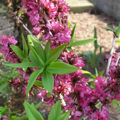 Productafbeelding van Seidelbast - Daphne mezereum 'Rubra' - 30-40 cm, geleverd in pot