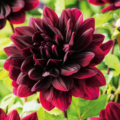 Obrázok produktu pre Dekoratívna Dahlia Sam Hopkins 1 ks Sadenice Dahlia veľké hľuzy
