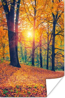 Produktbild von MuchoWow® Poster Bäume - Herbst - Wald - Herbstliche Blätter 20x30 cm - Papierdruck