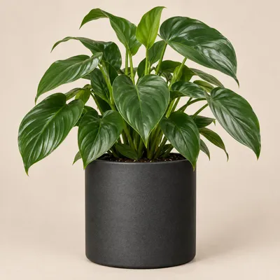 Productafbeelding van Era pot rond donkergrijs mat h17,5xd19,5 cm Mica Decorations
