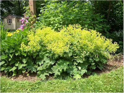 Produktbild von Stauden Gänge 10 x Alchemilla mollis - Weicher Großer Frauenmantel - Feine Tropfenfänger für schattige Beete - Sehr Bienenfreundlich