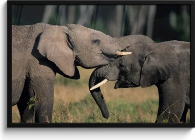 Produktbild von MuchoWow® MuchoWow® Gerahmtes Poster Elefant - Tiere - Grau - Natur 90x60 cm - Poster mit zchwarzem Bilderrahmen - Fotorahmen - Foto-Plakat
