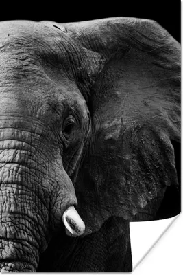 Produktbild von MuchoWow® Poster Tiere - Elefant - Wild - Schwarz - Weiß 20x30 cm - Papierdruck