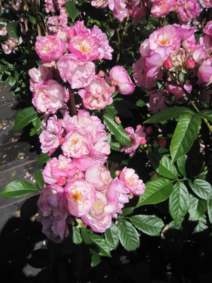 Produktbild von Rosa Lavender Siluetta ® - Ramblerrose - Kordes Rose - ADR Rose
