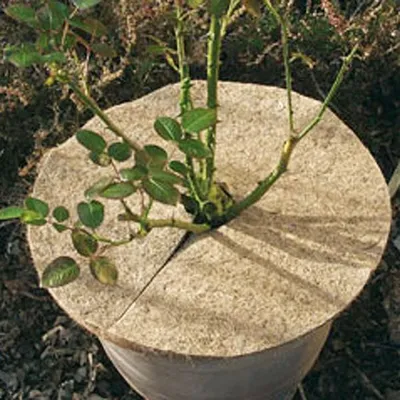 Image de Tapis de coco, disque de paillage, protection contre le gel et l'hiver, Ø 37 cm