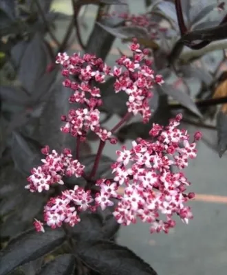 Produktbild von Sambucus nigra Black Beauty - schwarze Holunderbeere - Holderbusch - Fliederbeere - Duft-Holunder -