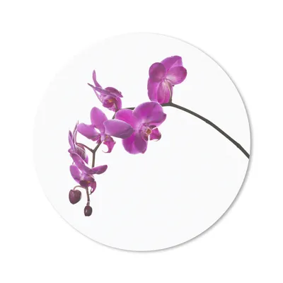 Produktbild von MuchoWow® Mauspad Mousepad Orchidee vor weißem Hintergrund 50x50 cm - Mousepads - Maus Mat - Pad - Mausunterlage - Vinyl