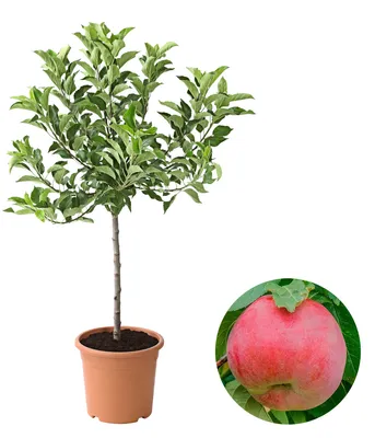Produktbild von Dehner Zwergapfel Galina, Malus sylvestris, keine Befruchter-Sorte, knackige süße Früchte, ca. 80-90 cm exkl. Pflanztopf, 6 l Topf, Obstbaum