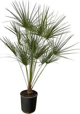 Produktbild von Chamaerops Humilis – Zwergpalme – Zimmerpflanze oder Outdoor Palme – Ø28cm – Höhe ca. 160cm – immergrüne Fächerpalme für Innen- und Außenbereich