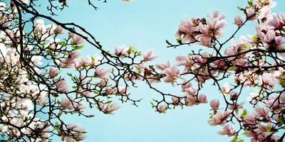 Produktbild von Tulup® Leinwandbild -100x50 cm - Wandkunst - Drucke auf Leinwand - Leinwanddruck  - Blumen & Pflanzen - Blau - Magnolie Blumen