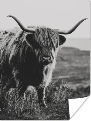 Produktbild von MuchoWow® Poster Schottische Hochlandbewohner - Natur - Kühe - Tiere - Schwarz und weiß 90x120 cm - Wohnzimmer